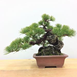 盆栽 五葉松 /盆栽、多肉植物、塊根植物、観葉植物通販/KIDORI -キドリ-