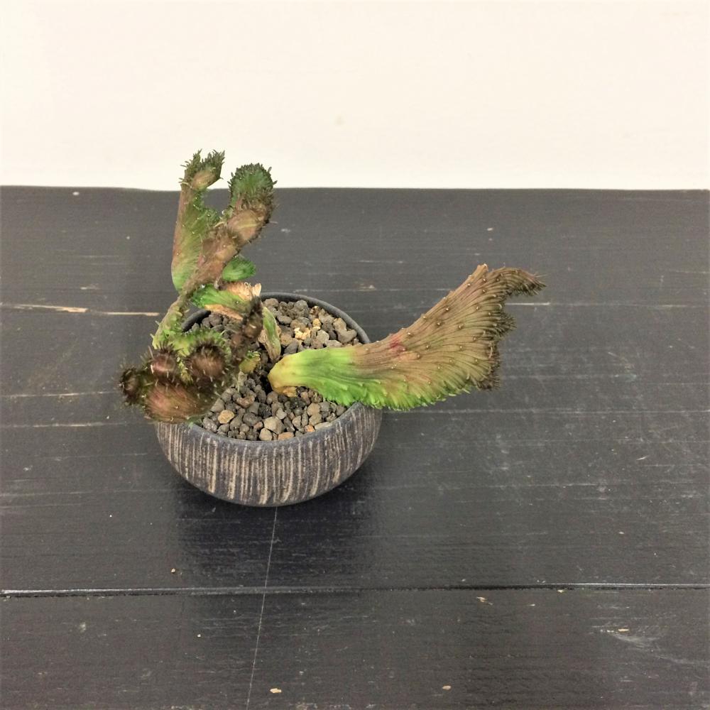 konect Dragon Tail 植木鉢 レア