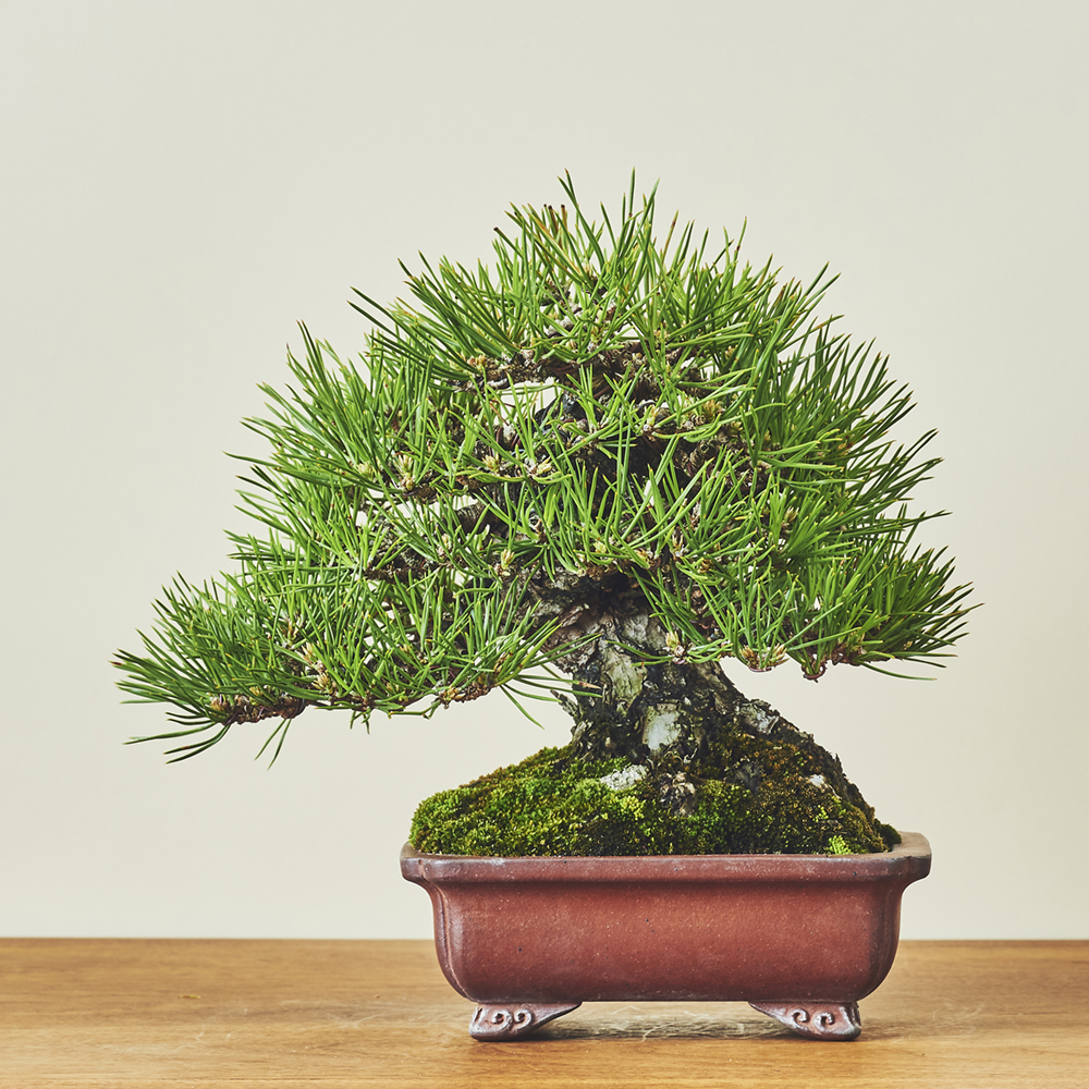 黒松（クロマツ） / 盆栽、多肉植物、塊根植物、観葉植物通販/KIDORI