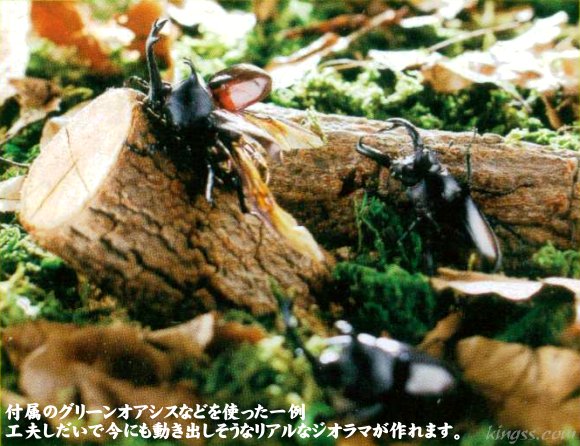 マルカンのはじめての かんたん昆虫標本セット販売-夏休みの自由研究に最適