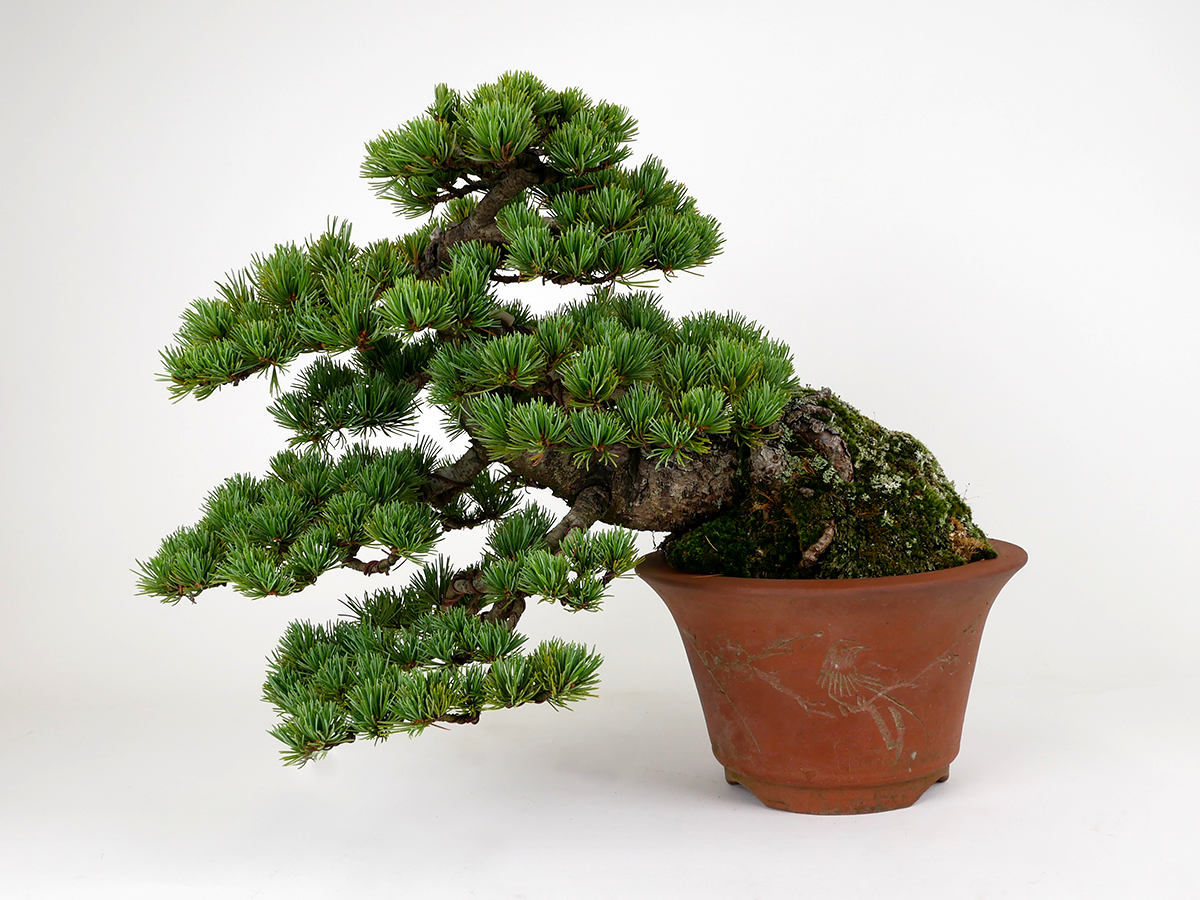 2407-1204 | 北関東盆栽組合