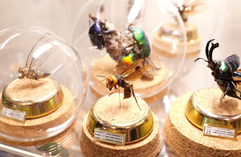 解剖模型 寄生虫標本 木製フレーム Yahoo!オークション -「寄生虫