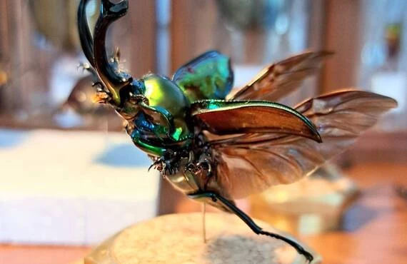 オーダー製作依頼】唯一無二のヘラクレスオオカブト標本へ。美を追求