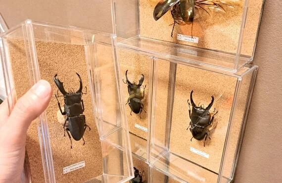 昆虫美をデザインする「インテリア標本」透明ケース・ガラスケース；苔