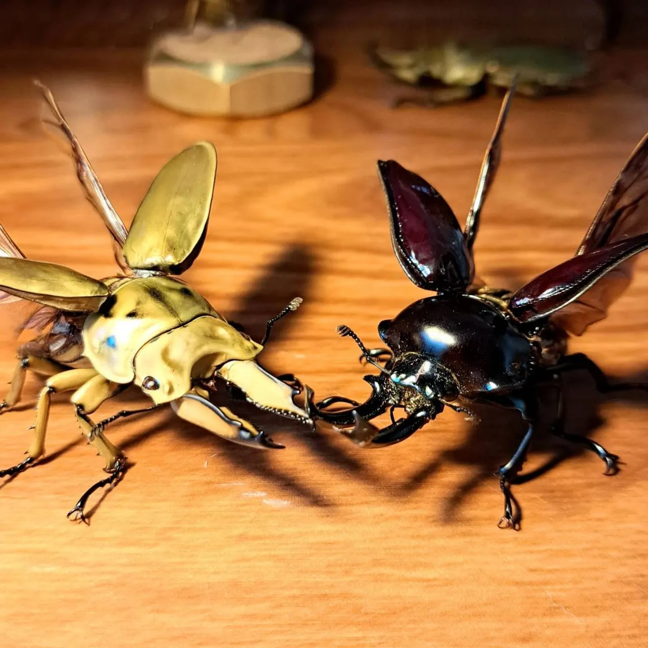 昆虫標本専門店；苔丸インテリア 美をデザインする職人技