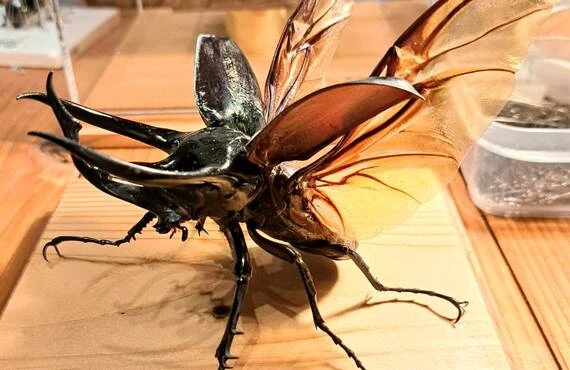 コーカサスオオカブトの標本づくりにチャレンジしよう！苔丸インテリア
