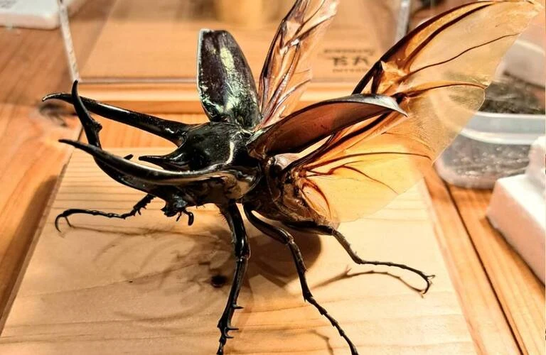 玲*華様 コーカサスオオカブト標本