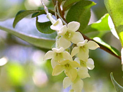 びっくりグミ ビックリグミ【1年生】（接ぎ木・素掘り）