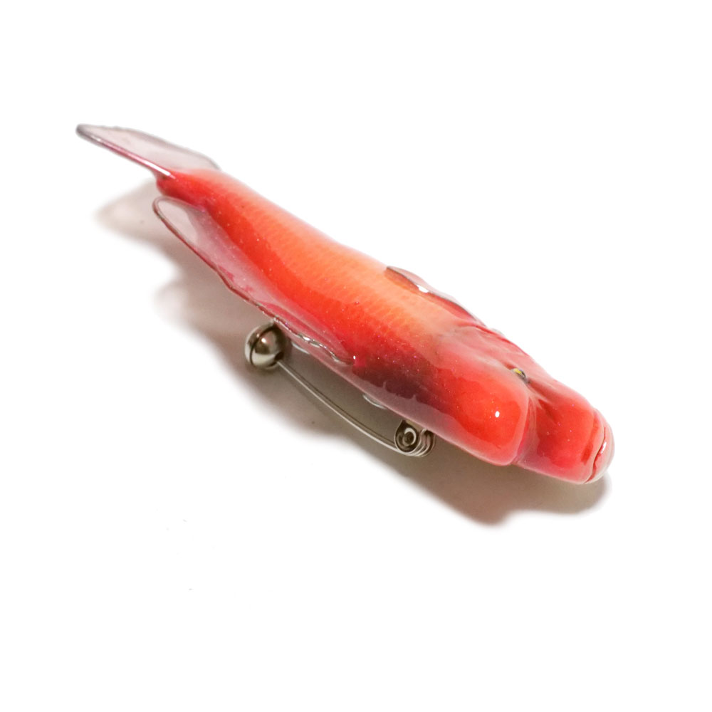 サンガッツ本舗】豊年魚（レッドシャドー） サンガッツ本舗】豊年魚