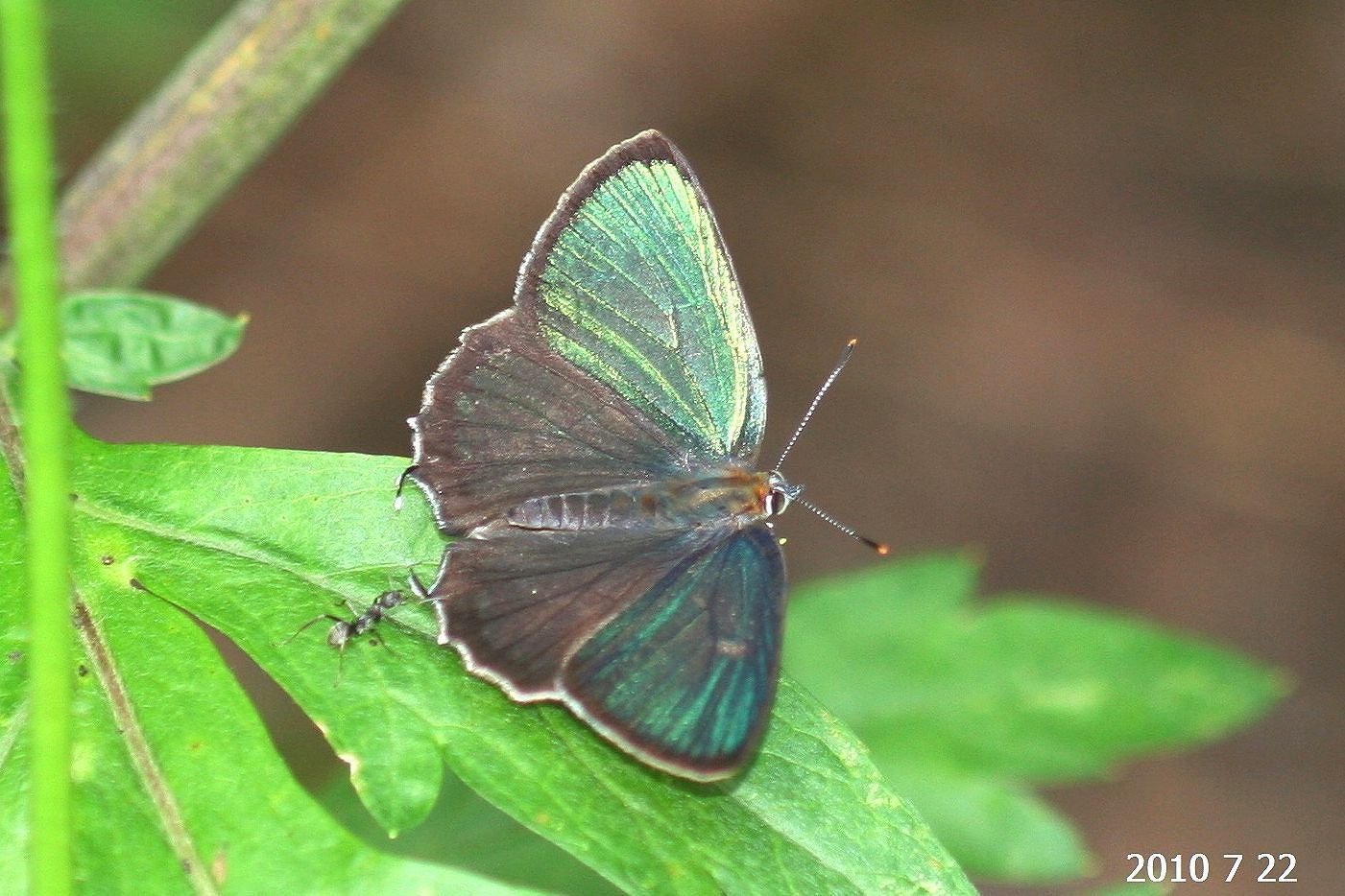 カ*ボ様 【国産蝶標本】タカネヒカゲ/長野県-富山県.鹿島槍産/41mm カ
