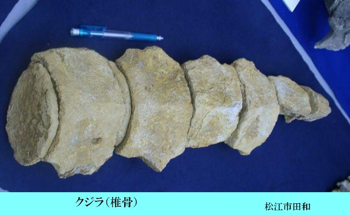 クジラの椎骨 | ジオ学習｜島根半島・宍道湖中海ジオパーク
