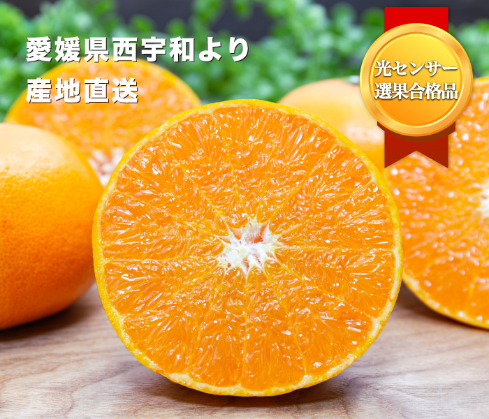 見た目傷あり・大きさ不ぞろいでお値打ち価格の愛媛西宇和産せとか【訳