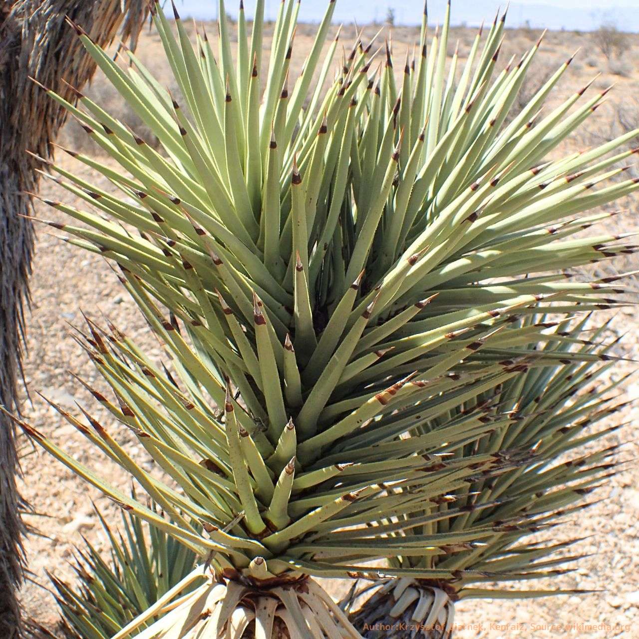 ユッカ・ブレビフォリア – 取り扱い植物の説明と育て方 – 奇妙な樹形