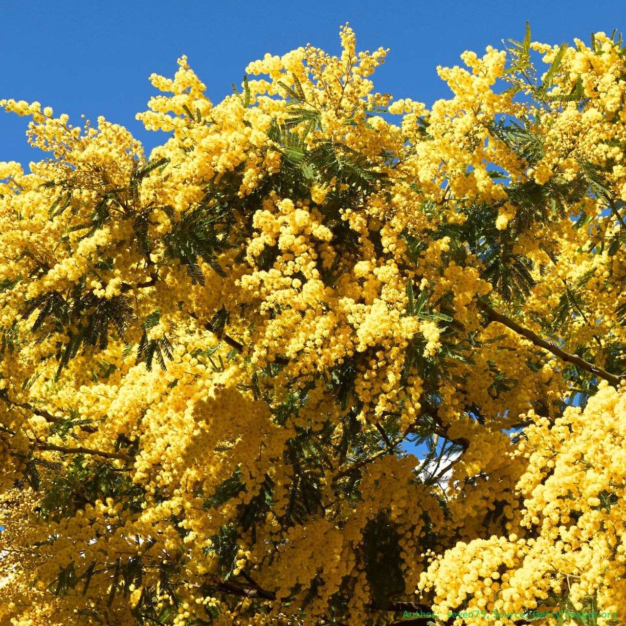 アカシア（ミモザ）種子 一覧 | KUGEL