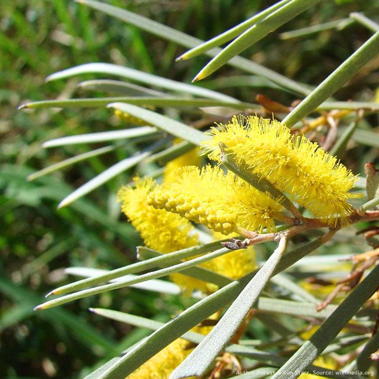 アカシア（ミモザ）種子 一覧 | KUGEL