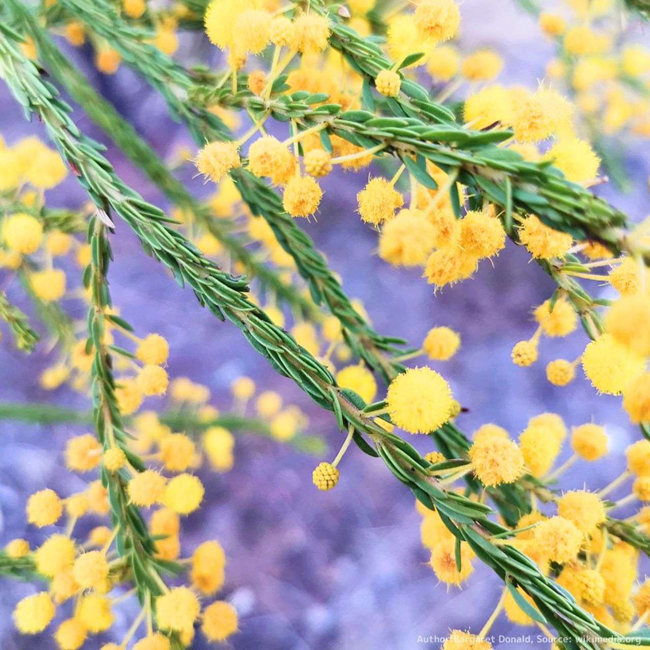 アカシア（ミモザ）種子 一覧 | KUGEL