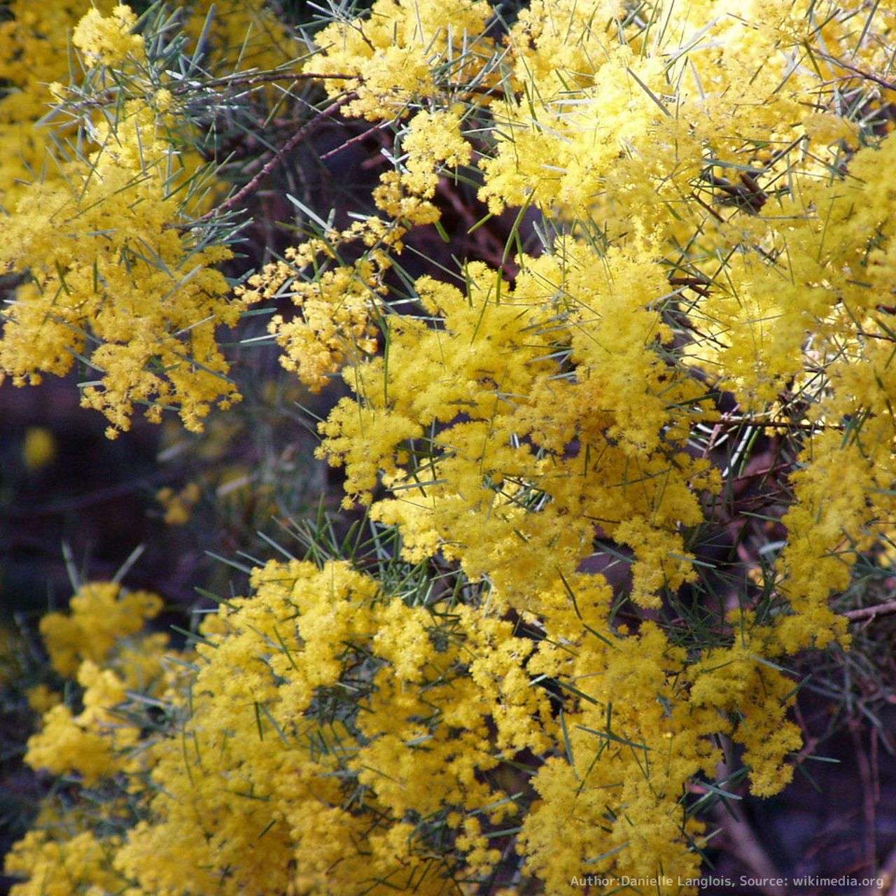 アカシア（ミモザ）種子 一覧 | KUGEL