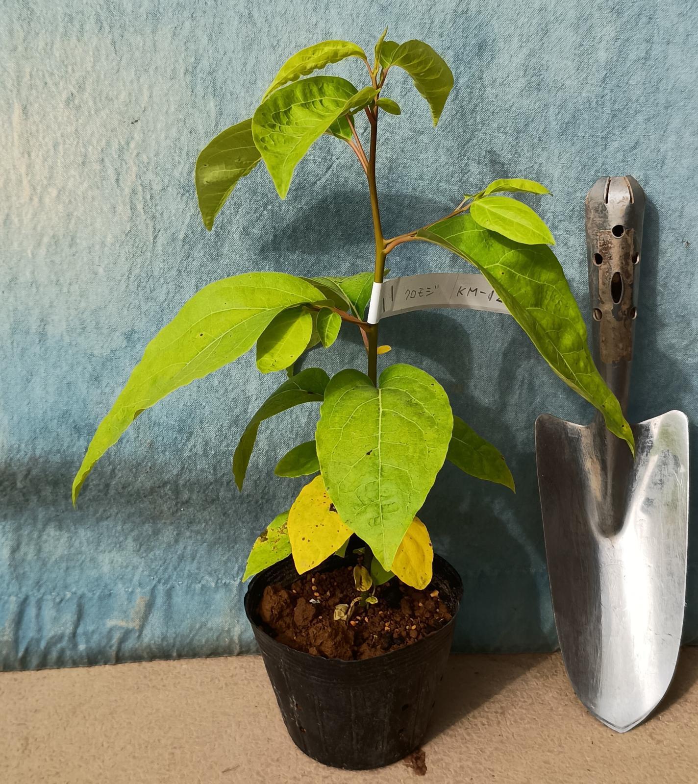 クロモジ＜苗木・植木・樹木・雑木の生産販売（通信販売・通販）