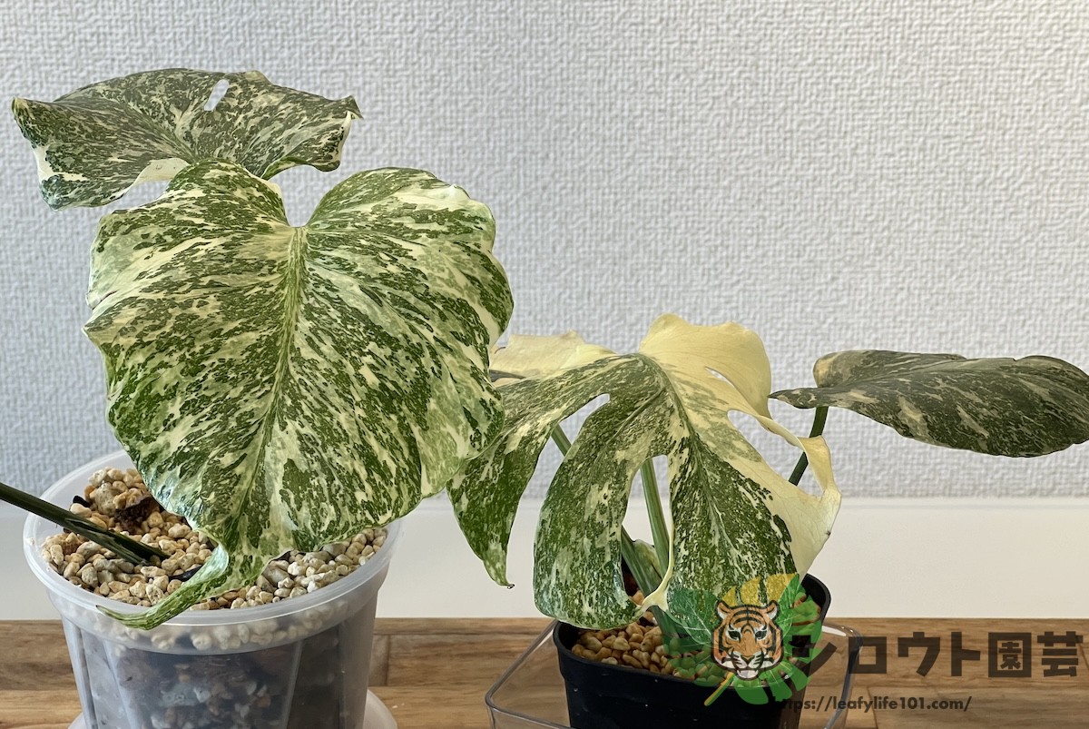 モンステラ・デリシオーサ 'タイコンステレーション ミューテーション
