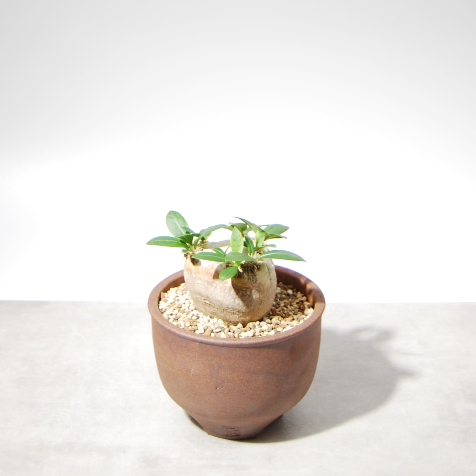 パキポディウム・ブレビカウレ（恵比寿笑い）001 – linkplants -リンク