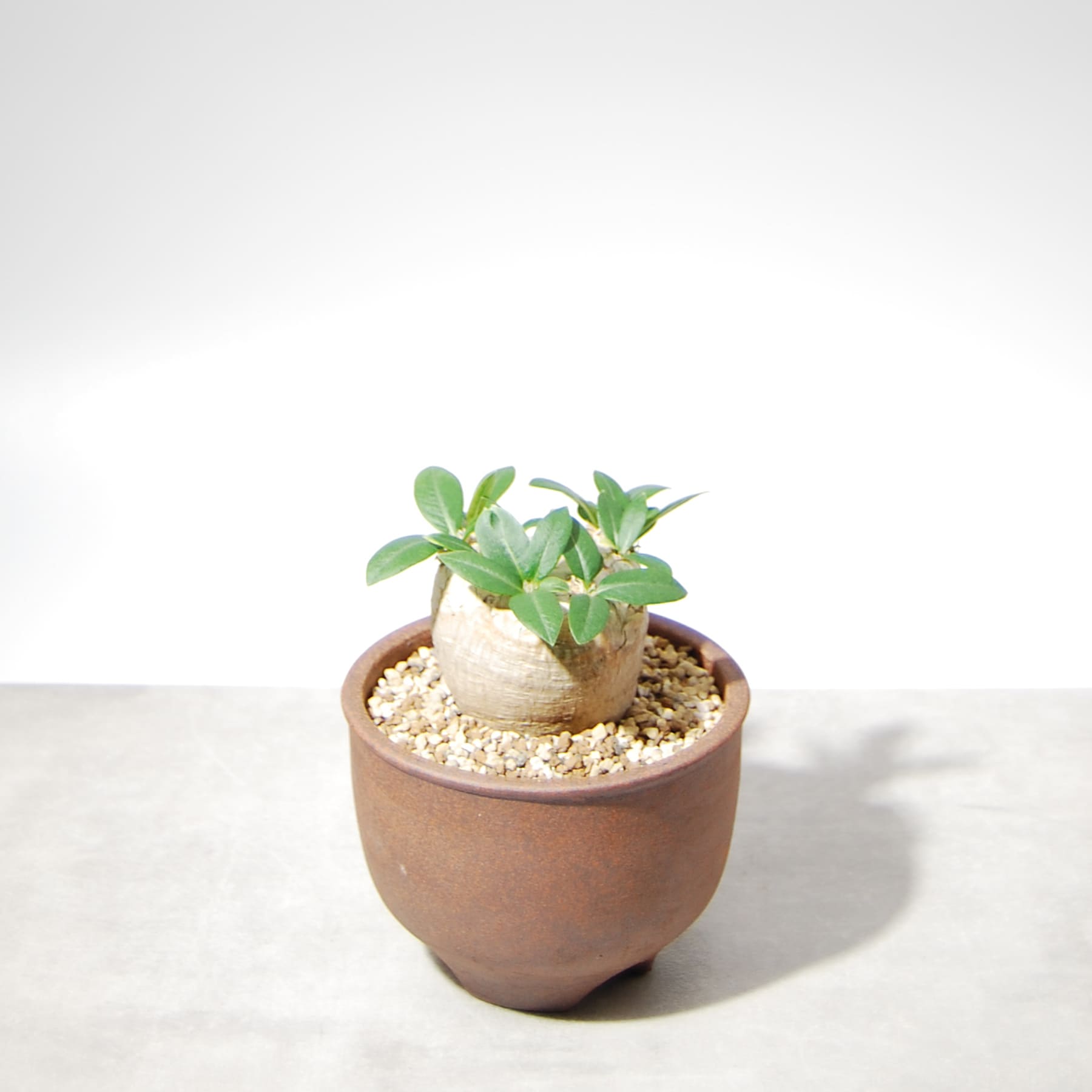 パキポディウム・ブレビカウレ（恵比寿笑い）001 – linkplants -リンク