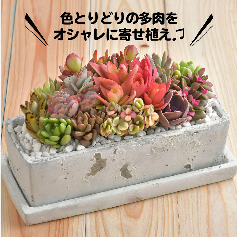 8 prodidity 特大 カット苗 多肉植物 多肉植物 カット苗 box 4
