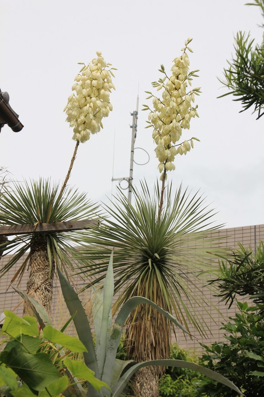 2018年5月、ユッカ・ロストラータ（Yucca rostrata)開花 : 田中 哲の