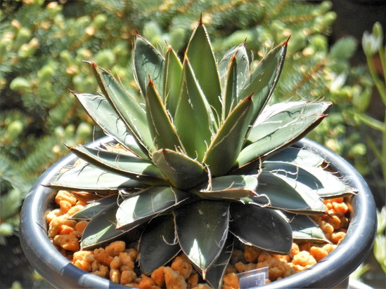 アガベ 姫笹の雪 白外斑入 子株1個付き アガベ 姫笹