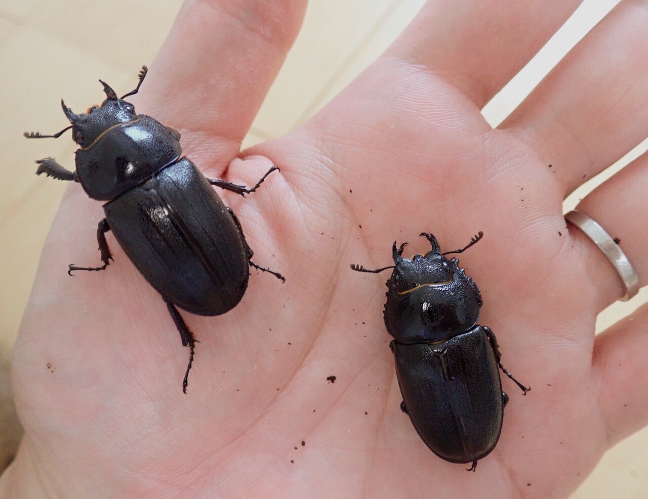 トクノシマノコギリ（WF1）飼育記 : NEOの虫採りはいじゃんぷ