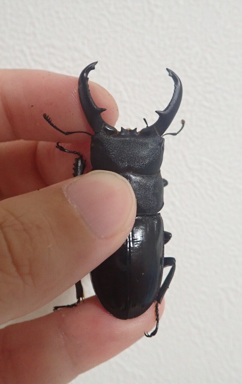 ハチジョウヒラタ（WF3）飼育記 : NEOの虫採りはいじゃんぷ