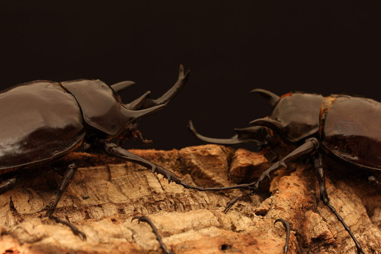 アクティオンゾウカブト飼育記 : オオカブトの部屋