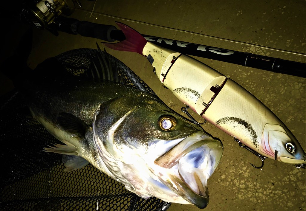 ゼナック グランツ 80-25X 【公式通販】