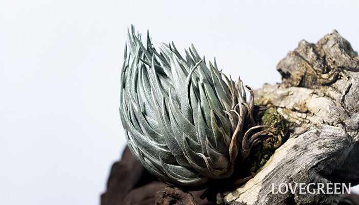 銀色に輝くティランジア・カウツキー | LOVEGREEN(ラブグリーン)