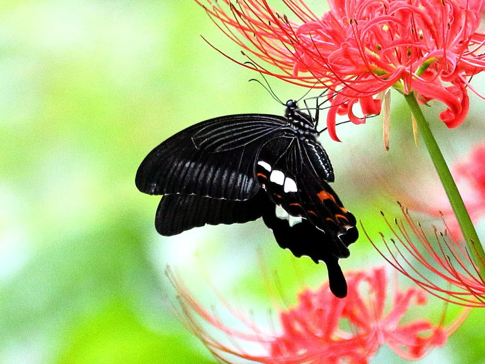山ちゃんの晴れたらいいね R3.9.24 アゲハ蝶撮り あいな里山公園