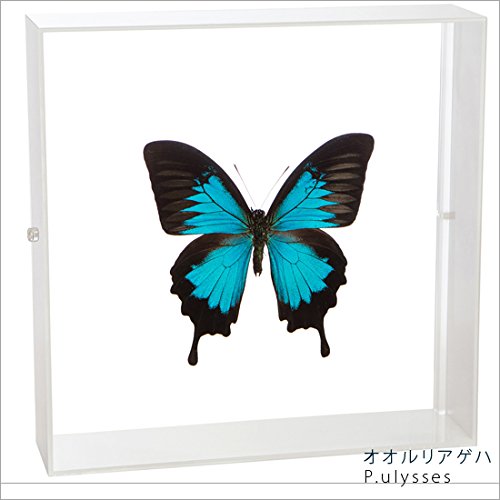 Amazon.co.jp: 蝶の標本 オオルリアゲハ P.ulysses アゲハチョウ