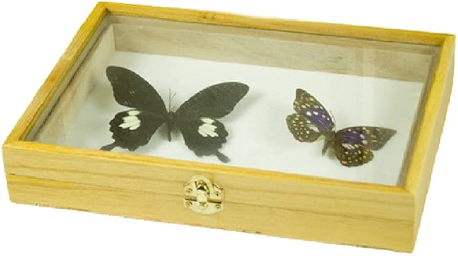 Amazon.co.jp: 標本箱無垢材透明昆虫植物蝶標本箱標本用品木箱ガラス面
