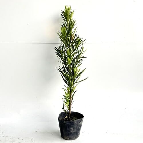 Amazon.co.jp: ラカンマキ 樹高0.3m前後 10.5cmポット 【 単 品 】 ら