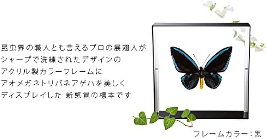 Amazon.co.jp: 蝶の標本 アオメガネアゲハ O.urvilliana アゲハチョウ