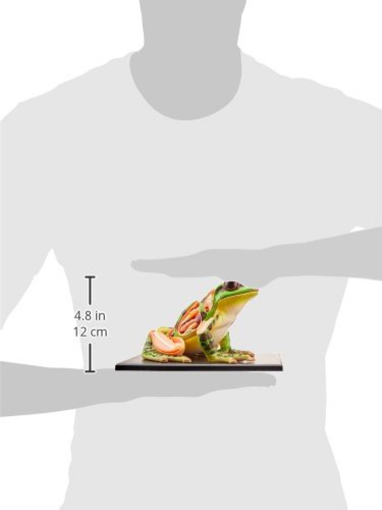 スカイネット 動物解剖モデル フィギュア カエル カタツムリ 立体