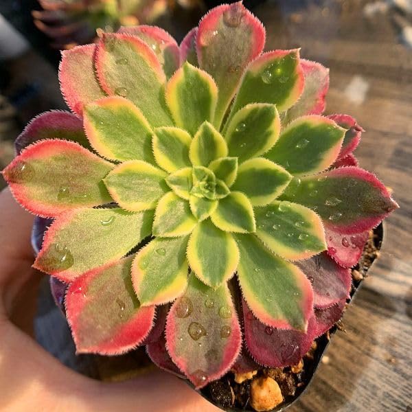 Amazon.co.jp: 農園直売 多肉植物 寄せ植え アエオニウム属 朝霞錦（中