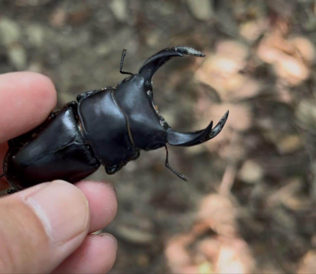 ハンティングマンのクワガタ掻き出し棒⑥Special Edition ハンティング