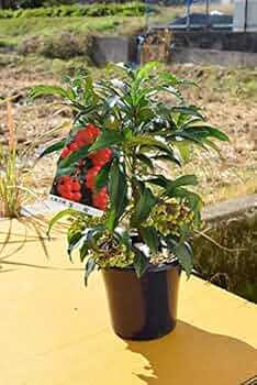 517KoE3BoUL._AC_UF350,