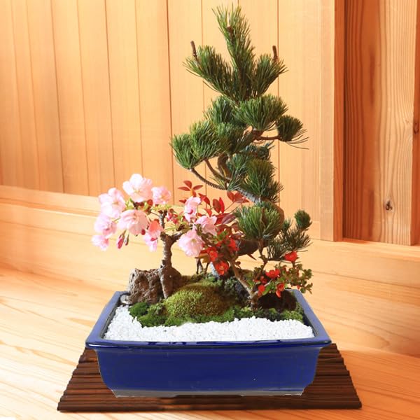 Amazon | 遊恵盆栽 盆栽：桜・五葉松寄せ植え*(青長角縁付鉢)鉢植え