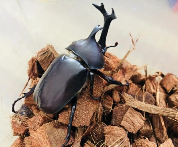 Amazon | ココピート 圧縮梱包 25kg 復元約200L アク抜き済 ココチップ