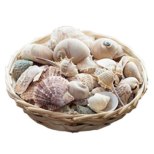 Amazon.co.jp: 天然 貝殻 セット 詰め合わせ ミックスシェル