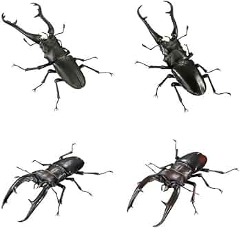 51+S3WqnDIL._AC_UF350,