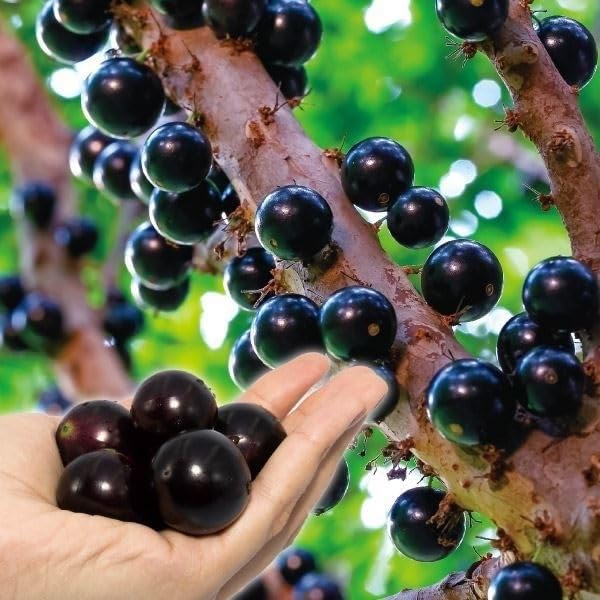 Amazon.co.jp: 果樹苗 ジャボチカバ 四季成り大玉 1株 / 国華園 25年春