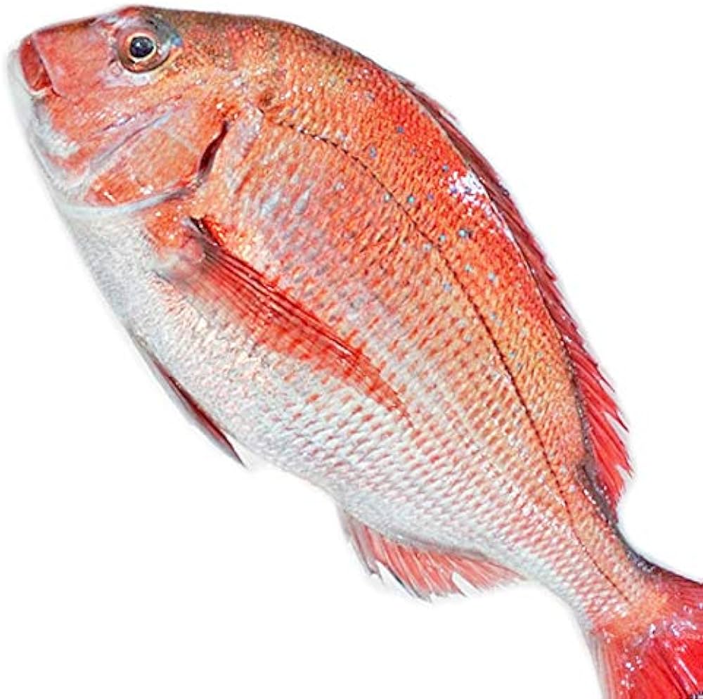 e*1様 DAIWA 手持 真鯛X 260G e*1様 DAIWA 手持 真鯛