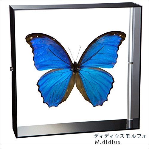 Amazon.co.jp: 蝶の標本 ディディウスモルフォ Morpho didius モルフォ
