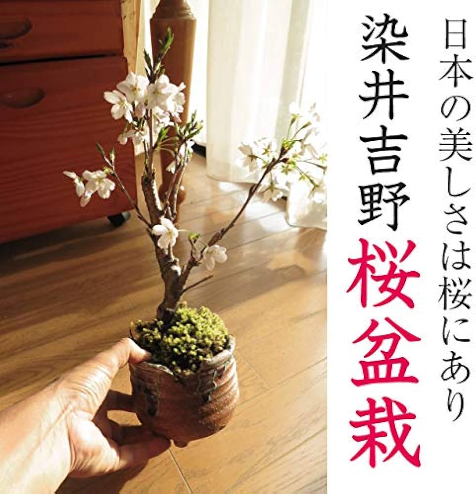 Amazon.co.jp: ソメイヨシノ桜盆栽 1鉢染井吉野桜鉢植え盆栽信楽鉢植え